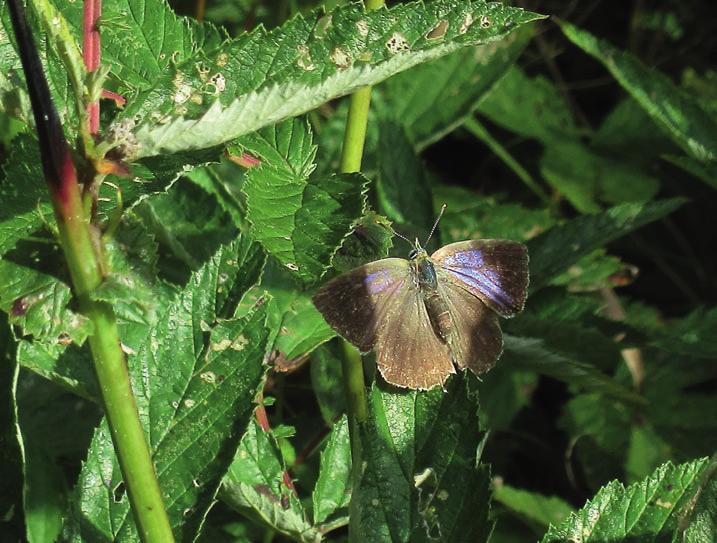 KUVA 3. FIGURE 3. 2010-luvulla vähintään tuhat loistokultasiipeä (Lycaena virgaureae) on ilmoitettu seurantaan seitsemästä ruudusta. Näistä kolme sijoittuu pohjoiseen (N-koordinaatti >715).