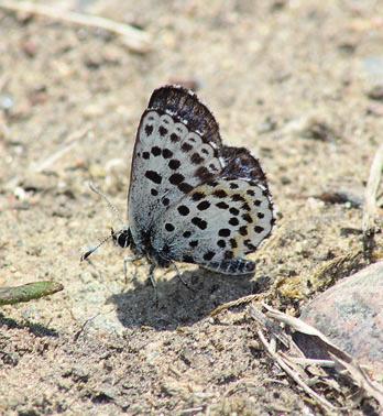 Kotoinen lanttuperhonen (Pieris napi) sen sijaan oli kolmen edellisvuoden tavoin seurantaruutujen tilastokärkenä (424).