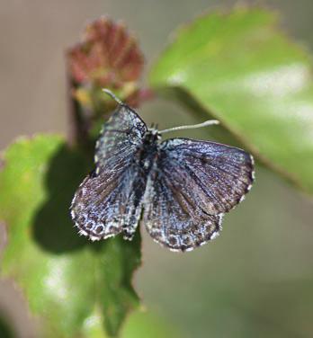 Myönteiset uutiset painottuivat kultasiipiin, jotka olivat tavallista runsaampia lukuun ottamatta luhtakultasiipeä (Lycaena helle), jota ilmoitettiin niukalti vain yhdestä ruudusta (Ks Liikasenvaara).