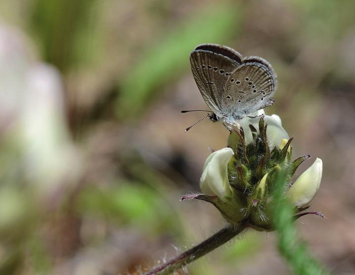 KUVA 4. FIGURE 4. Tuore kansallisperhonen paatsamasinisiipi (Celastrina argiolus) jäi kesällä 2017 ilman seurantahavaintoja vain Kittilän Lapissa.
