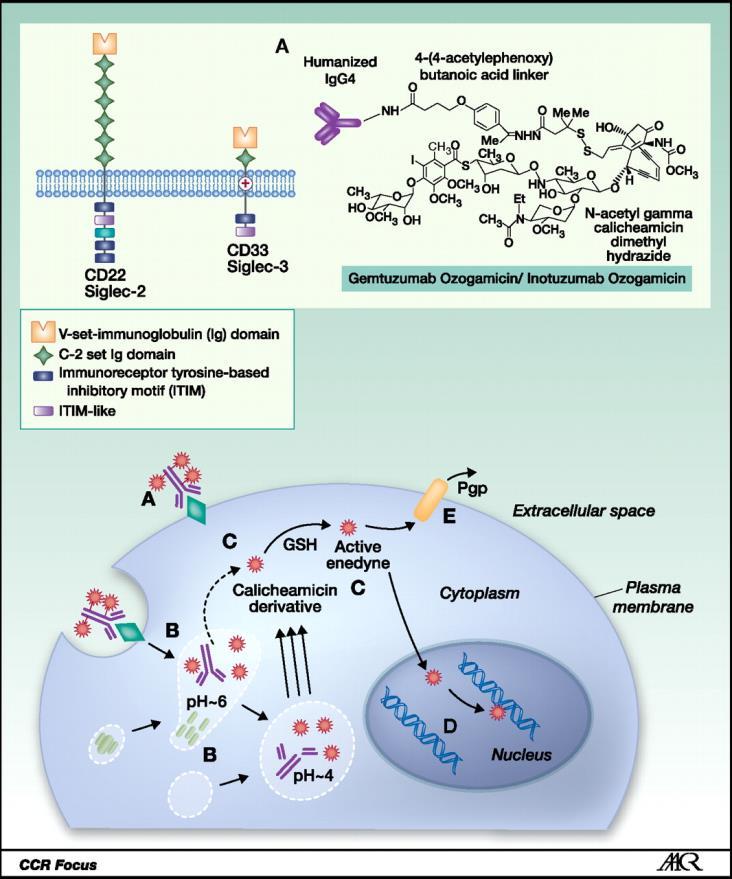Gemtutsumabi otsogamisin(mylotarg ) Ensimmäinen ADC, FDA hyväksyi vuonna 2000 Akuutin myelooisen leukemian (AML) hoitoon Anti-CD33 mab, johon kiinnitettiin hydratsoni linkkerillä kalikeamiini (ka 2-3