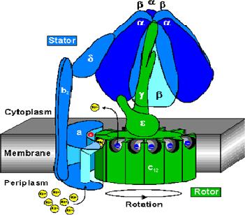 ADP + Pi -> ATP