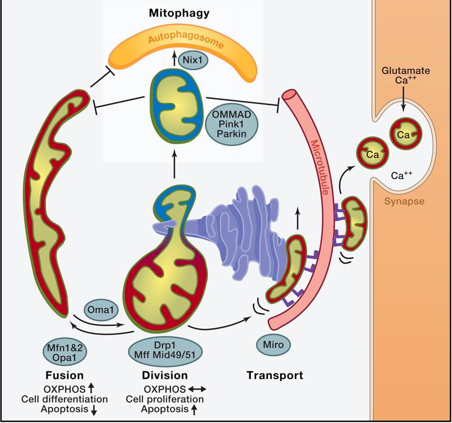 Mitokondrioiden muokkautuvat muodot ja