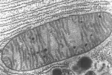 Mitokondriotautien kaksi vuosikymmentä LihastautimtDNA geenit mtdna diabetes Tumageenit mitokondrio-taudeissa Mitokondriot solukuoleman säätelyssä Mitokondrio alttiusgeenit