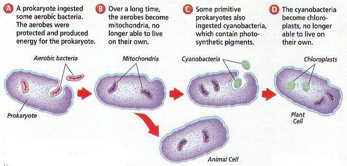 Mitokondrioiden historia Endosymbioosi