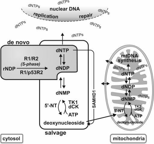 MtDNA:n väheneminen