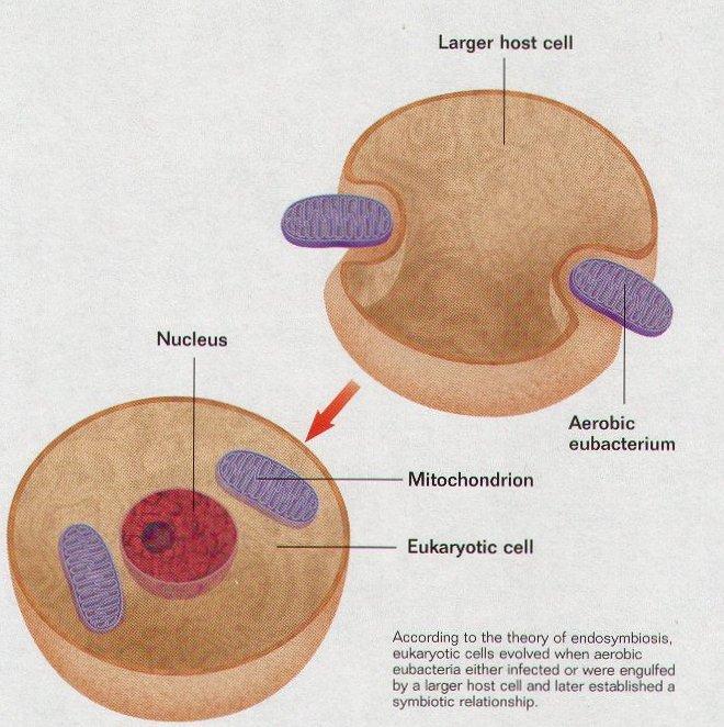 Mitokondriot yhä bakteerinkaltaisia *