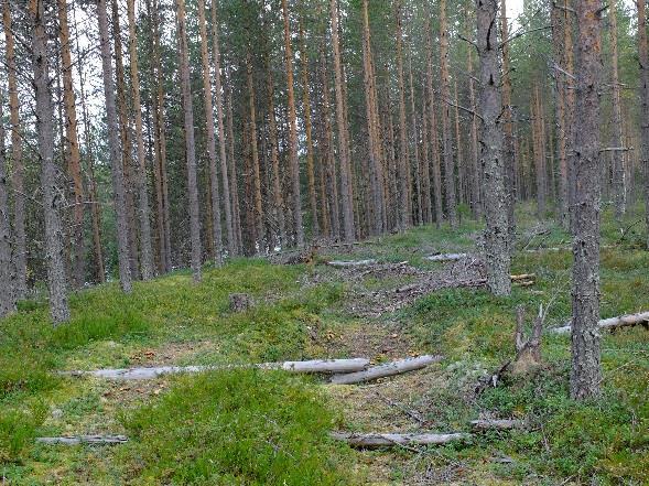 reunassa. Kun edetään alajuoksun suuntaan, muuntuu nuori sekapuusto lähes puhtaaksi mäntykankaaksi.