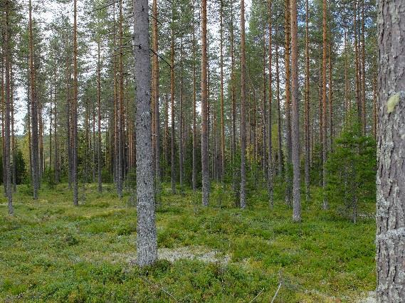 Osa-alueen länsiosassa hakkuut ovat ulottuneet noin 45-50 m etäisyydelle Emäjoesta. Myös tällä alueella taimikko on hyvässä kasvussa.