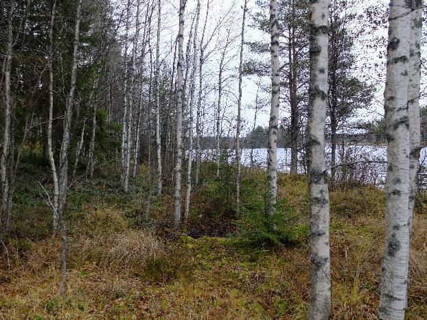 kuusta ja sopivaa aukkoisuutta. Pystykeloja on kuitenkin niukalti. Tuoreen sekametsän eteläpuolella on vanha pelto/laidunalue ulottuu lähelle Emäjokea.