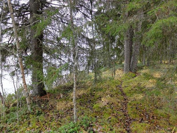 Liito-oravan mahdollista esiintymistä selvitettiin tutkimalla noin 30 puuta alueelta, mutta havaintoja ei tehty. Kuvat 21ab.