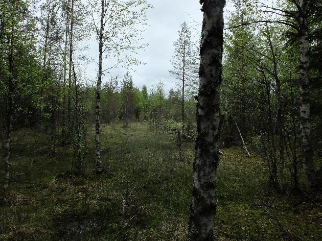 Se on nyt heinäkorpea ja vähitellen umpeutumassa. Oikealla alueen lajistoa: suopursu, puolukka, lakka, variksenmarja jne.