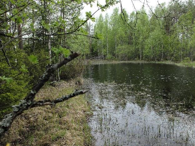 metsätähteä jne.