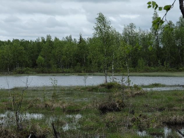 Maapuita tai pystypökkelöitä ei esiinny. Nuoria haapoja esiintyy harvakseltaan. Kenttäkerroksen lajistossa mustikka ja puolukka ovat valtalajeja.