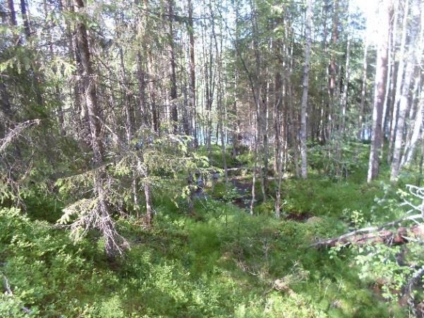 7 Trientalis europaea, metsätähti 3 Viola palustris suo-orvokki 2 Equisetum sylvaticum metsäkorte 1 Geranium sylvaticum metsäkurjenpolvi Maianthemum bifolium oravanmarja 2 Pyrola rotundifolia