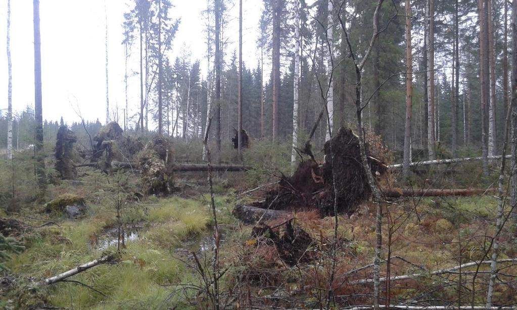 Kostealle maapohjalle pääsy