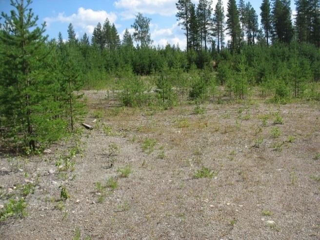 10/29 3.3 Joutsenlamminnärhikkö (1284542) Tutkimusalueen kuvaus Joutsenlamminnärhikön III luokan pohjavesialue sijaitsee Joutsenlammen eteläpuolisessa harjumuodostumassa.
