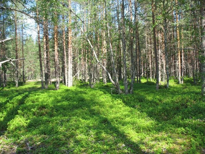 15/29 Kuva 10 (yllä).
