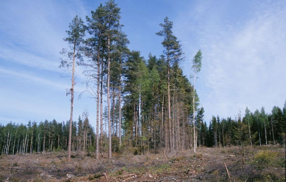 Metsänkäsittelyyn liittyviä säädöksiä