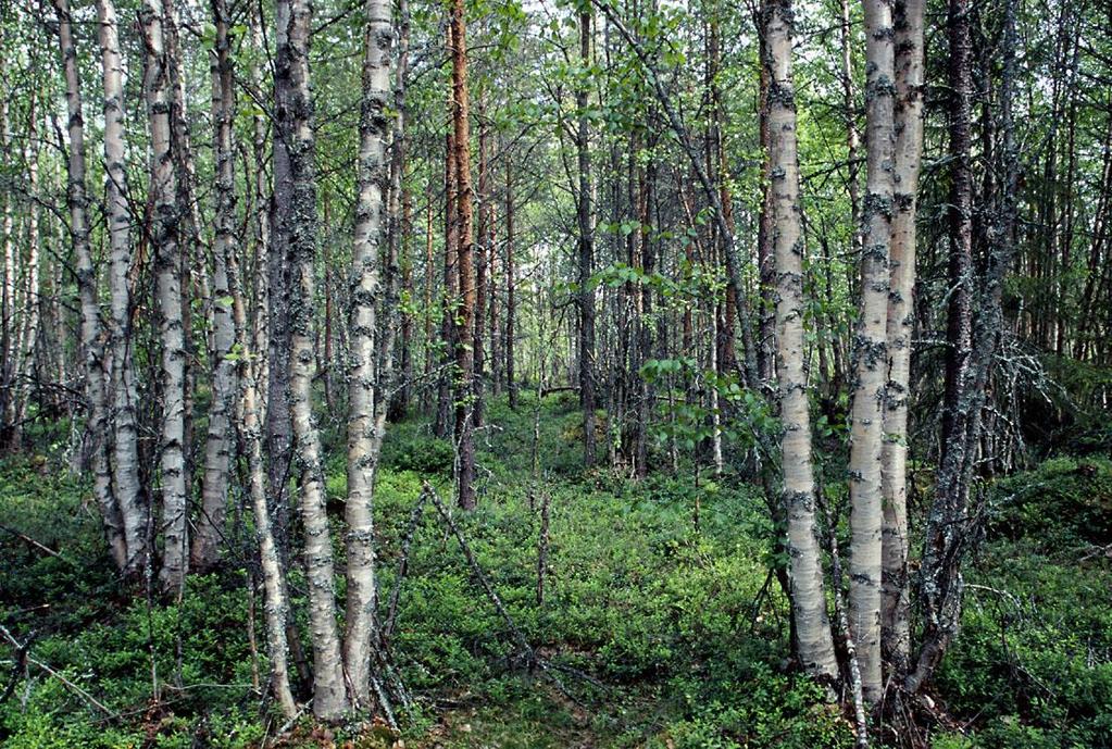 Taimikonhoito Uudistamistakin tärkeämpi Viivyttelemällä häviät aikaa, rahaa tai koko taimikon Tee ajoissa - älä jätä taimikkoon