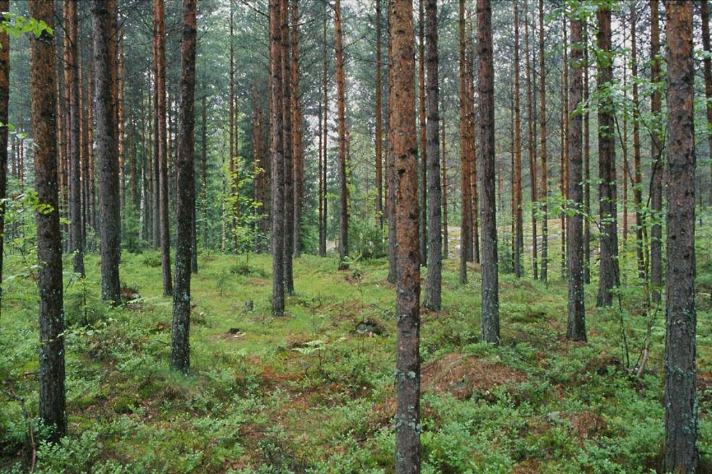 MIKSI HARVENNETAAN?