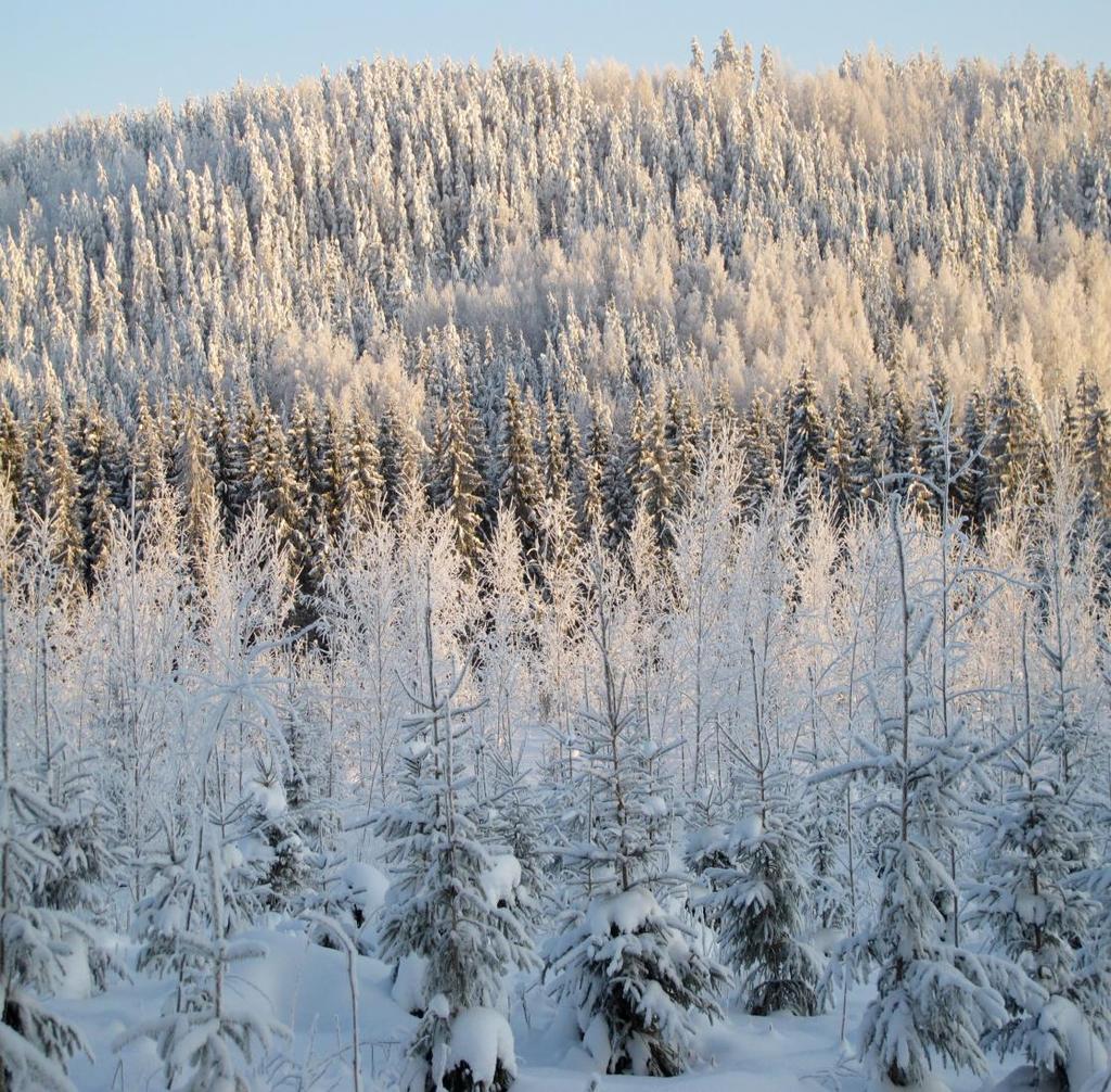 1. Metsän kasvu ja sen lisääntyminen Luonnonolot Ilmasto Kasvupaikkojen rehevöityminen