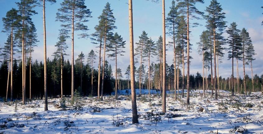 2. Käyttökelpoiset puulajit Vähän,