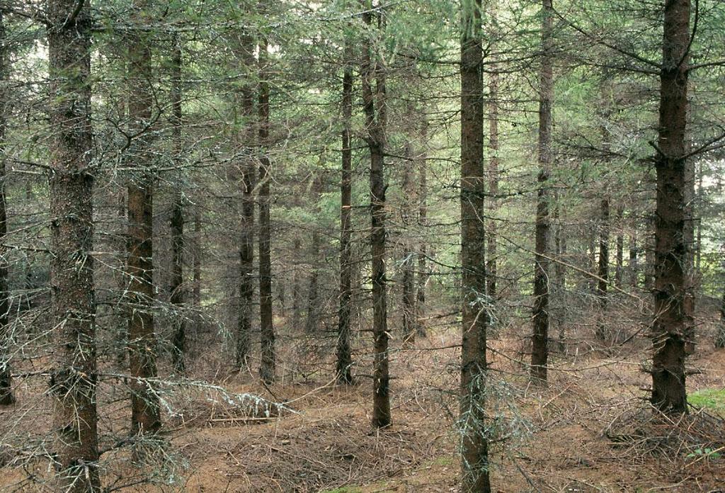 PÄÄTELMIÄ RISKEISTÄ: / Puuntuotannon riskeihin vaikuttavat Ilmaston ja tuhonaiheuttajien vaihtelut Metsien rakenne (menneiden vuosikymmenien hoitotoimet) Puun tuleva käyttö?