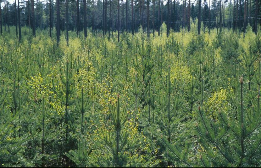 Metsänhoidon kaksi "äärilaitaa" Puuntuotanto