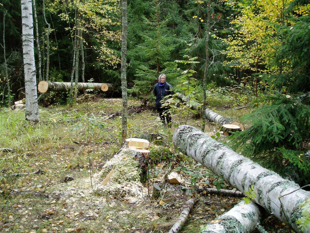 Mahdollisimman paljon järeää ja arvokasta nopeasti, mutta kannattavasti 1. Uudista nopeasti ja tehokkaasti (oikea puulaji?) 2. Hoida taimikot ajoissa (1-2 kertaa) 3.