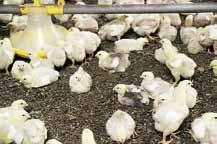 Kuivikkeettomassa kananlannassa orgaanista ainesta on noin 20 % tuorepainosta, sen sijaan kuivikkeiden myötä kalkkunanja broilerinlannassa orgaanista ainesta on 50 60 % tuorepainosta.
