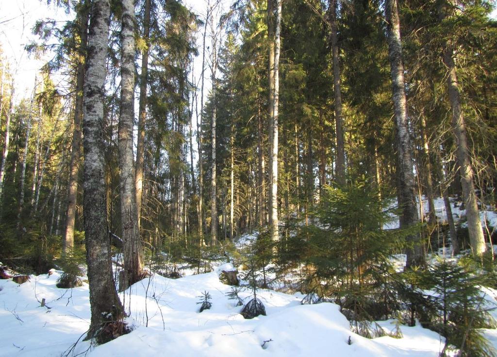 yksi pesäkolo 22.3.2016 maastokäynnin yhteydessä. Kuva 7.