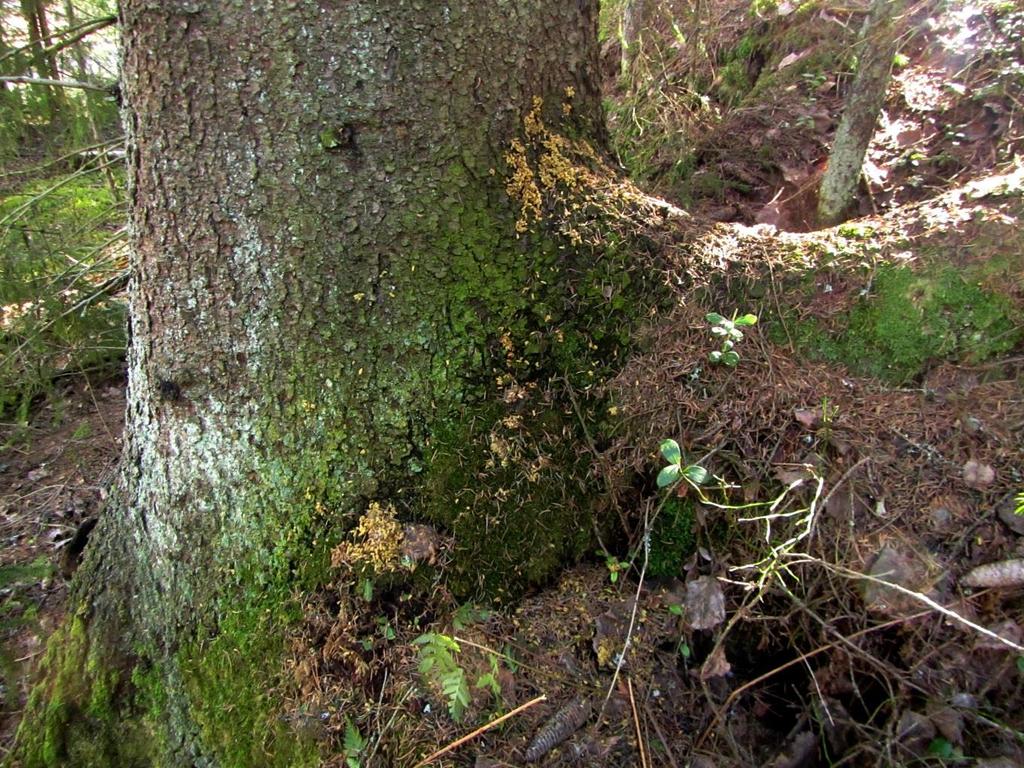 11 Kuva 8. Pohjoisen elinympäristön sähkölinjojen viereinen pesintä pääteltiin erityisen runsaista jätösmääristä puun juurella. 5.
