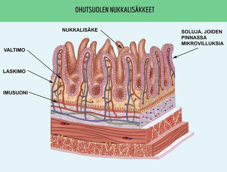 Yksikään ravinnon metaboliitti ei imeydy, vaan ne tunnistetaan ja aktiivisesti kuljetetaan