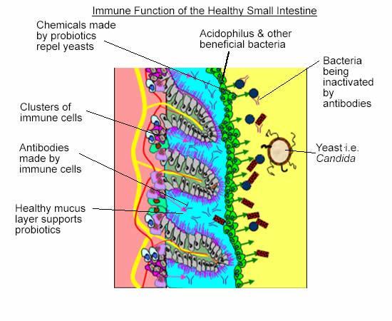 Terveen ohutsuolen immuniteettia vahvistavat tekijät Probiootit tuottavat hiivoja tuhoavia aineita Immunosolujen armadat Elimistölle tärkeät bakteerit