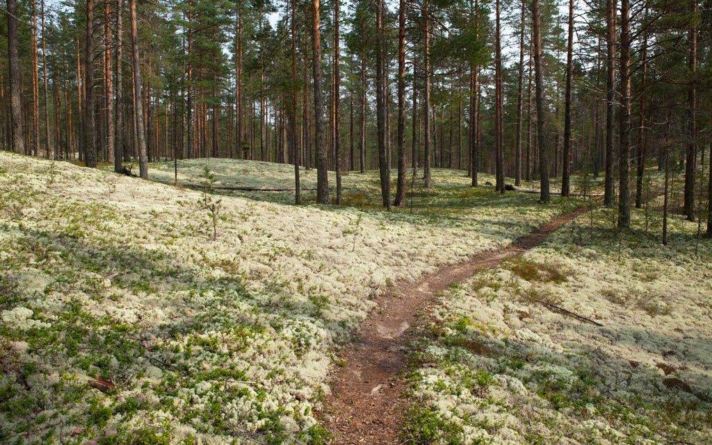 Voimaa vertaisuudesta -loma APUA TARVITSEVAT AIKUISET TAVOITE: Lisätä lomalaisen voimavaroja ja osallisuutta tarjoamalla mahdollisuus virkistykseen, lepoon ja lomalaisten keskinäiseen vertaistukeen