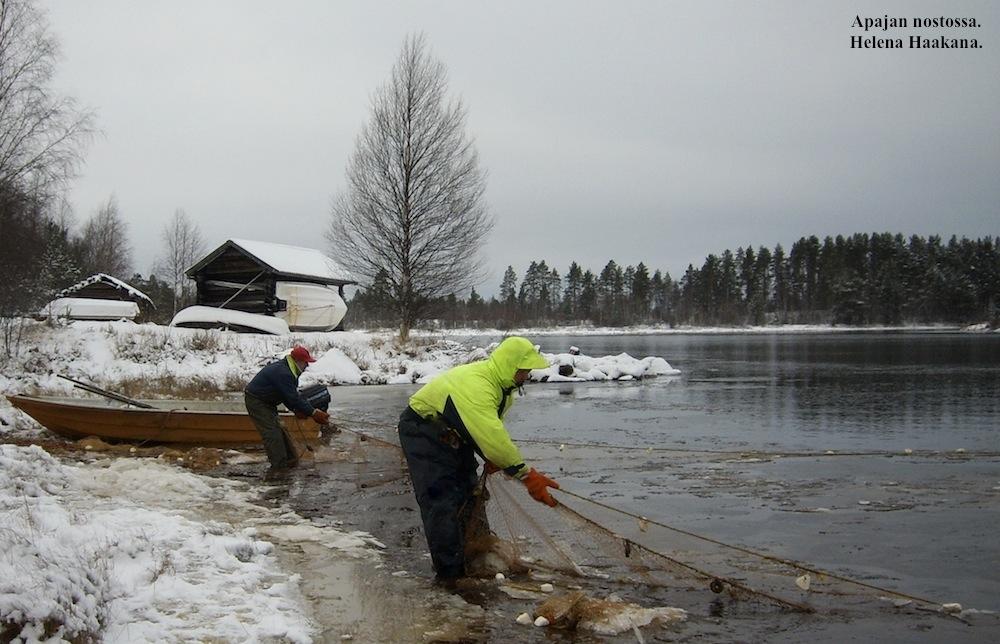 Apajan nostossa. Helena Haakana Todennäköistä on, että planktonsiika nousi kudulle Ala-Koitajokeen ennen Hiiskosken padon rakentamista, mutta kanta romahti vesivoimarakentamisen myötä.