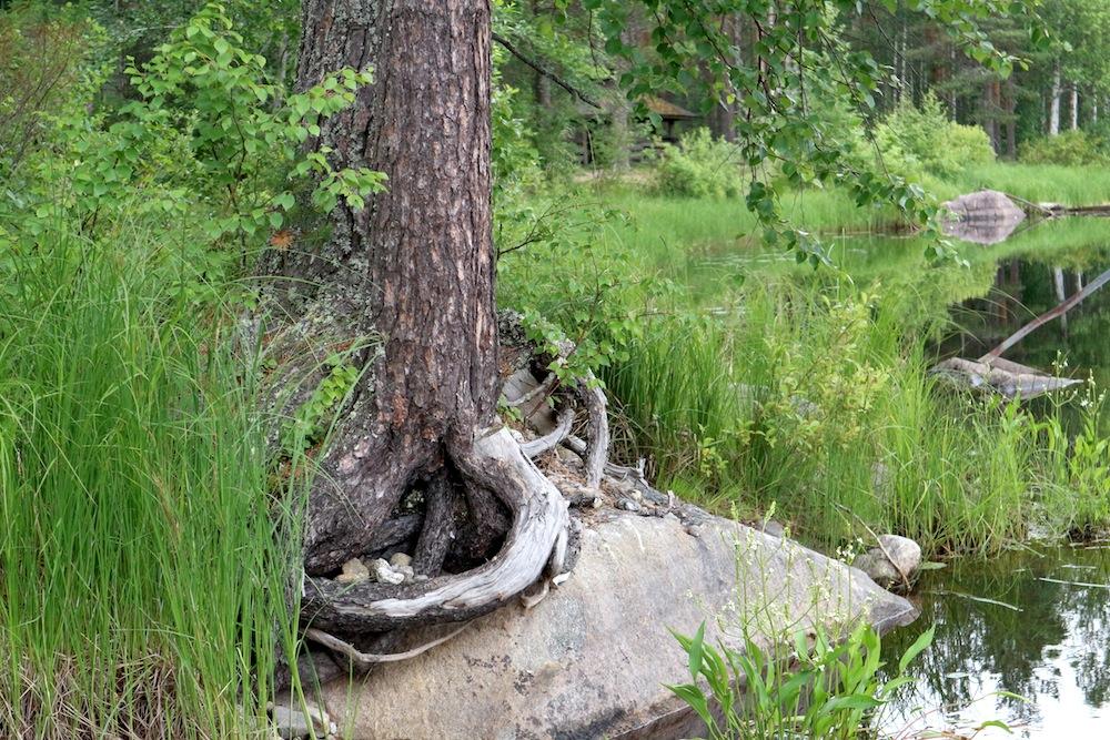 Lisäksi kerättiin rajoitetusti julkisista lähteistä, kirjallisuudesta ja arkistosta Koitajoen valumaalueeseen liittyviä aineistoja.