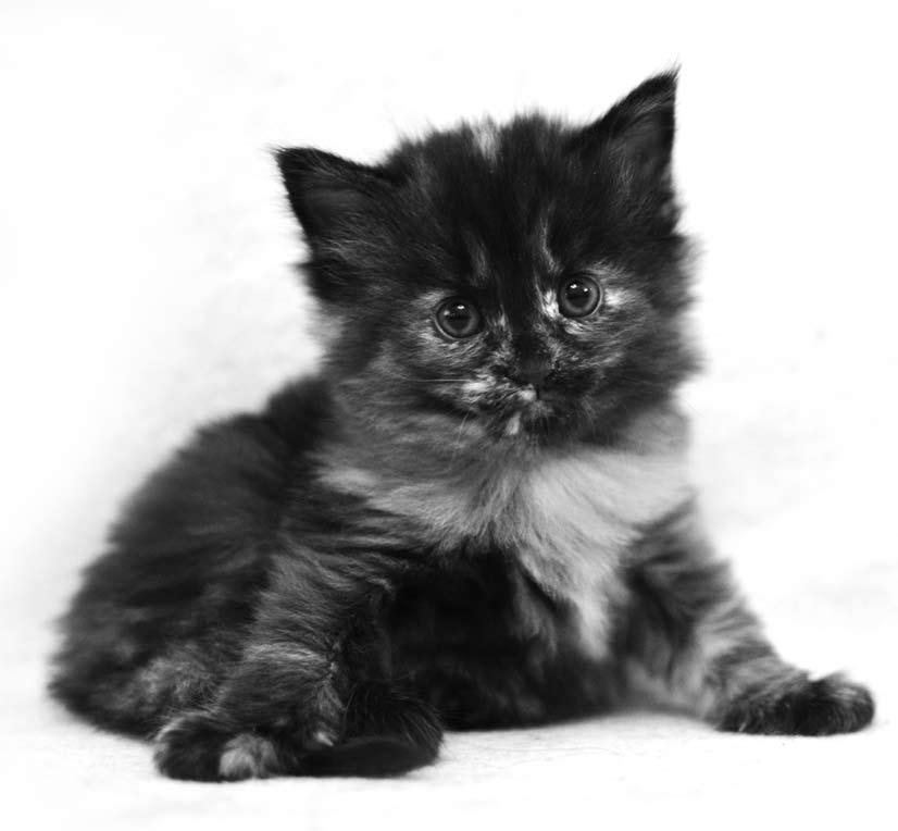 Lolcat s Rose (NFO f) 4 viikkoa Isä: CH BlackOnyx Indigo, emo: IC Lolcat s Padme. Kasvattaja, omistaja ja kuva: Kaisa Savolainen Kasvattaja Pentumäärä 1.