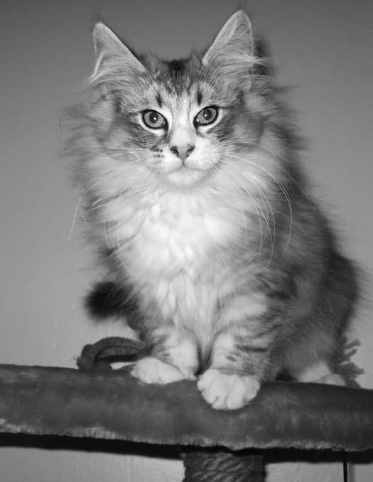 Kasvattaja: Sirpa Selin & Teppo Eloranta (FIN*Heinuntuvan) Catpros Blackberry (Nasu) NFO n, s.23.5.