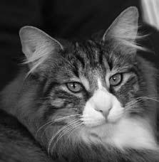 Aikuiset # Points Title + Name of Cat Sex EMS Colour Owner Name Country 1 1030 GIC S*Restless Nim, DVM F NFO f 09 24 Rikke Smedegaard Skov Denmark 2 1020 SC FIN*FoxyPaw s Icebreaker, JW, DVM, DSM M