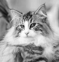 F*Forest Cat Farrell, JW, DVM M NFO n 09 23 Marie-Pierre François France 6 940 SC D*Ian Fleming s Major Boothroyd M NFO w 64 Hardy Förster Germany 7 937 GIC Princesse des Fines Terres*CH F NFO w 64