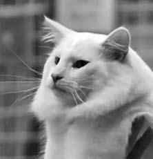 Schuncken The Netherlands Pennut # Points Title + Name of Cat Sex EMS Colour Owner Name Country 780 S*Don Tomaso s Princess Priscilla, JW F NFO w 63 Véronique Sangin France 1 780 Gericault av Skara
