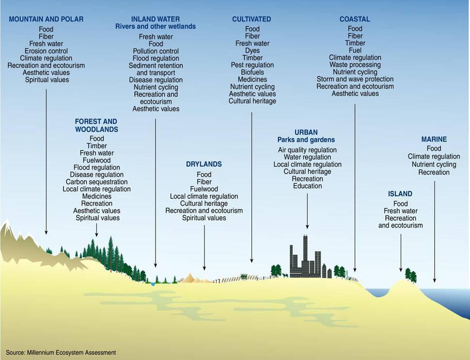 There is strong scientific consensus on the link between biodiversity and the flow of ecosystem services.