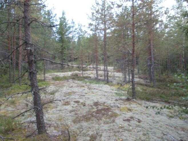 Kuva 6-10. Kalliopaljastumaa kuviolla 8. 9. Kuvio on karu, paikoin kalliopaljastumainen, laaja-alainen kuivahkon kankaan mäntytaimikko. Kuva 6-11. Kuvio 9 on hyvin laaja-alainen mäntytaimikko. 10.