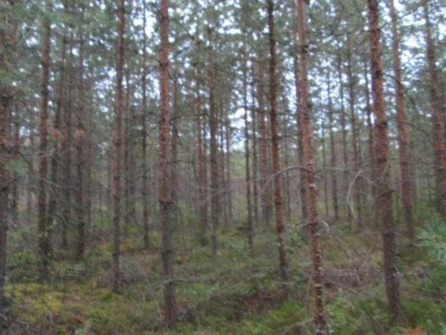 Kuvio on tuore kangas, valtapuu on keski-ikäinen mänty, jonka runsaassa alikasvoksessa sekä sekapuuna esiintyy kuusi. 12.