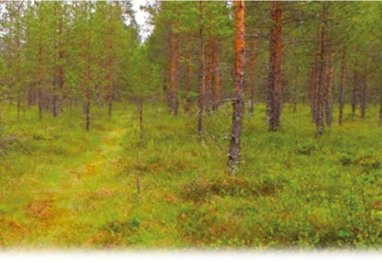 The project provided the most comprehensive assessment of the effects of re-use options for low-productive drained peatlands in Finland.