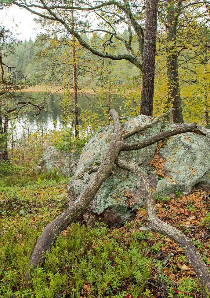 Valitsinko minä Porvoon vai se minut, sillä ei oikeastaan ole väliä. Elän unelmaani, koska tunnistan itseni tämän kaupungin vanhoilta kujilta.