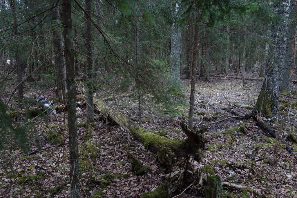 Heinojan puronvarsilehdot edustavat METSO-elinympäristöinä samalla kertaa sekä hyvin laadukkaita edustavuusluokan I lehtoja että pienvesien monimuotoisia lähimetsiä.