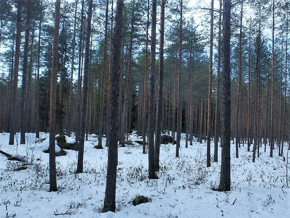 melko kookkaita kuusia.